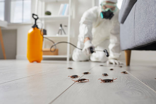 Post-Treatment Bed Bug Interceptor Monitoring in Newberg